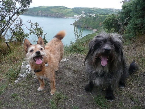 Mevagissey dogs, Monty and Ted.